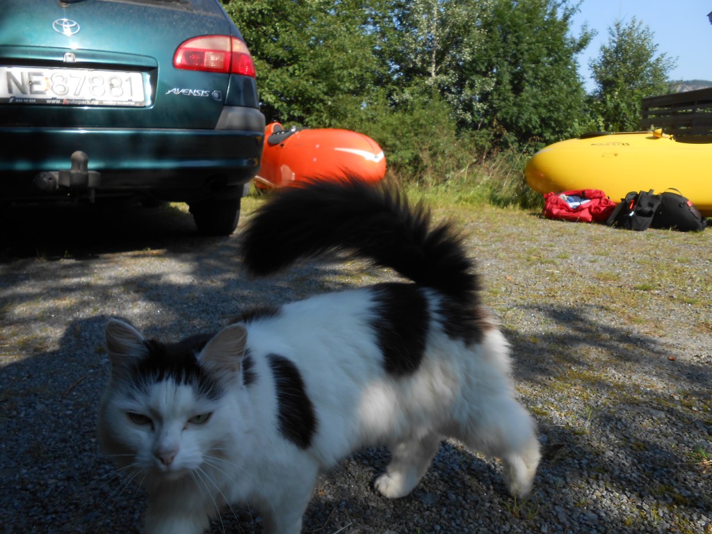 Naboens Kat var lidt Misfornøjet